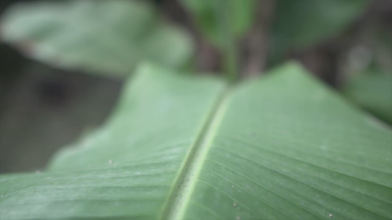 Cinematic slow-motion shot, the camera gracefully tracks along the central line of a leaf, highlighting the delicate and intricate details of the leaf's structure an the leaves shape