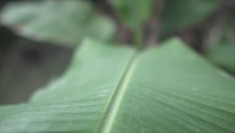 cinematic slow-motion shot, the camera gracefully tracks along the central line of a leaf, highlighting the delicate and intricate details of the leaf's structure an the leaves shape