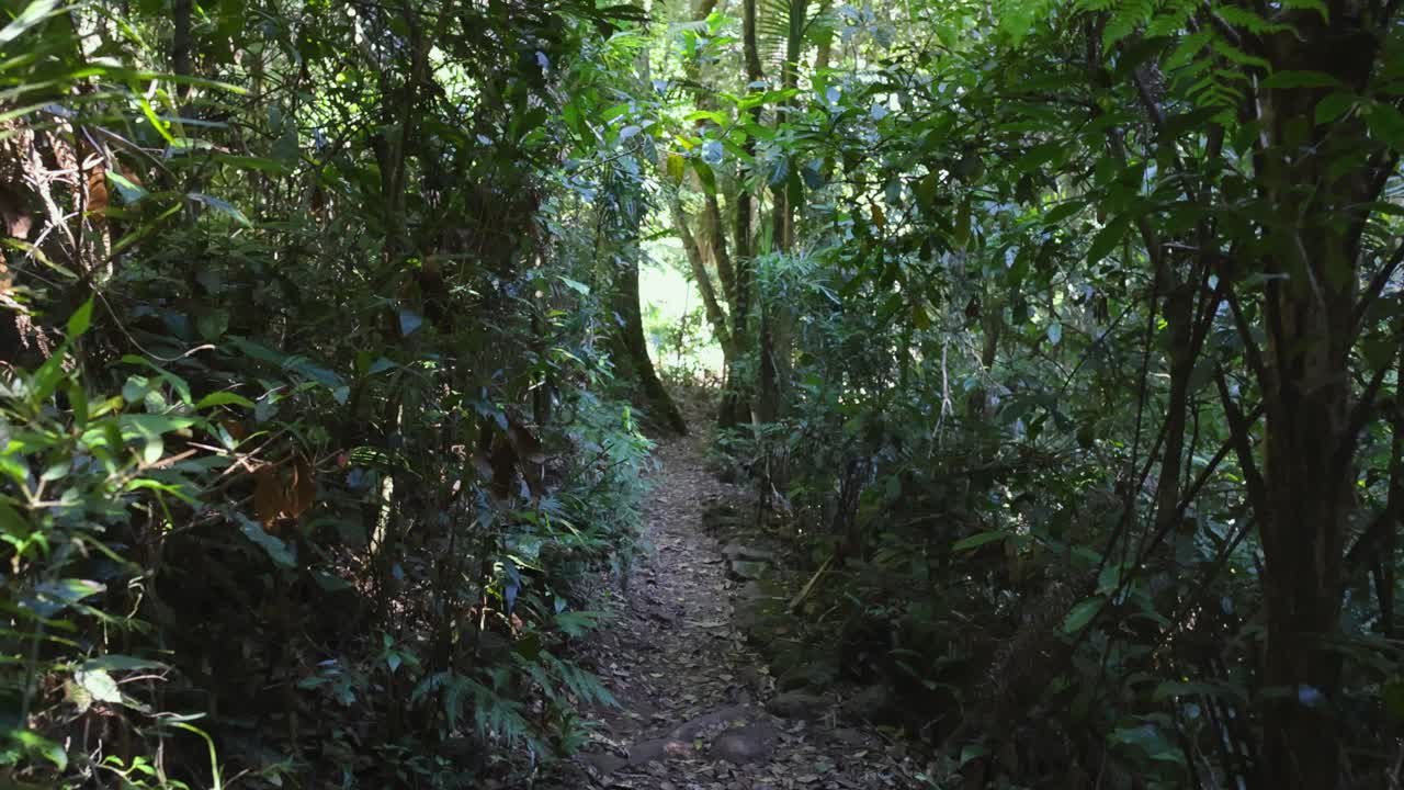 울창 한 열대 우림 길 을 가로질러 조용 한 산책