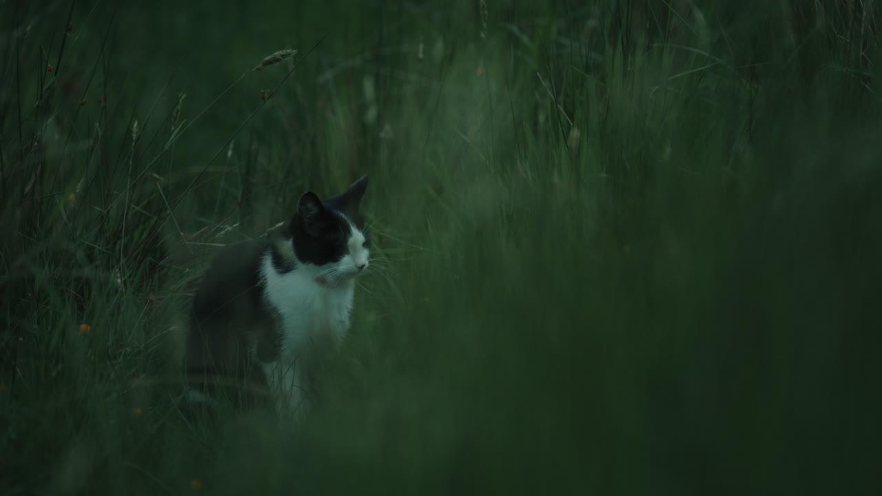 Cat in meadow in long grass