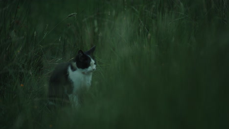 cat in meadow in long grass