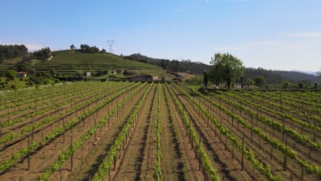 Tageszeit-In-Einem-Weinberg-Geschlossener-Schuss