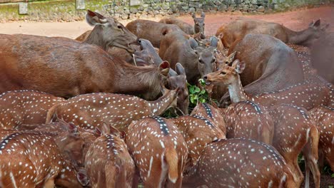 diferentes especies de ciervos comen juntos, un rebaño de cierbros comen hojas apiladas, las hojas se mastican