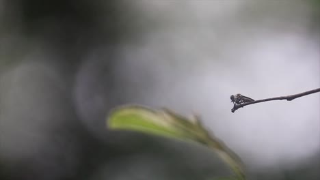 Fliegen,-Das-Still-Auf-Einem-Ast-Steht,-Ohne-Sich-Zu-Bewegen,-Und-Dann-Fliegt