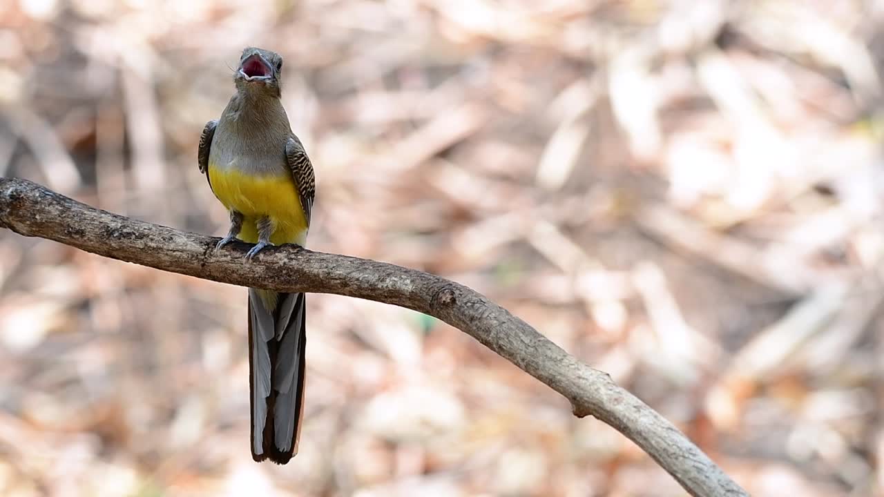 el trogón de pecho naranja es un ave confiada de tamaño mediano que se encuentra en tailandia