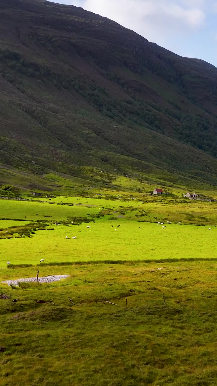 La telecamera panoramica su una valle verde lussureggiante, pecore in lontananza, colline ondulate e alberi sparsi sotto la luce del giorno