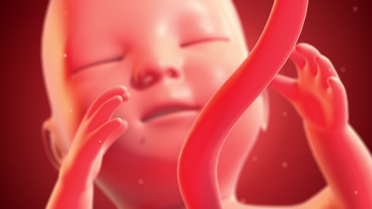 Human Fetus Moving Slowly In Mother’s Womb. Seamless Loop. | Premium ...