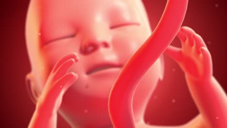 human fetus moving slowly in mother’s womb. seamless loop.