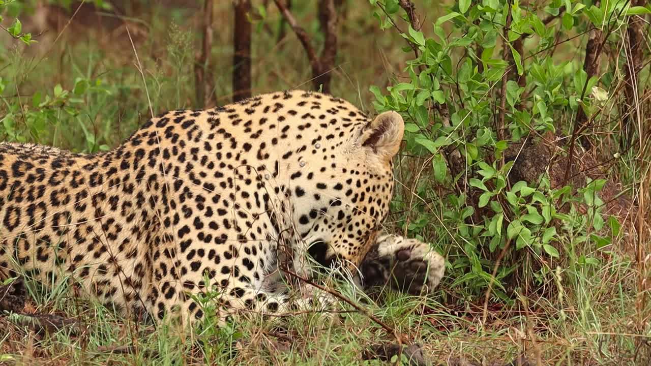 un leopardo acostado y lamiendo su pata y limpiándose, parque nacional kruger