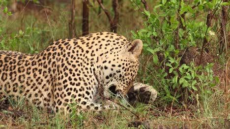 a leopard laying and licking his paw and cleaning himself, kruger national park