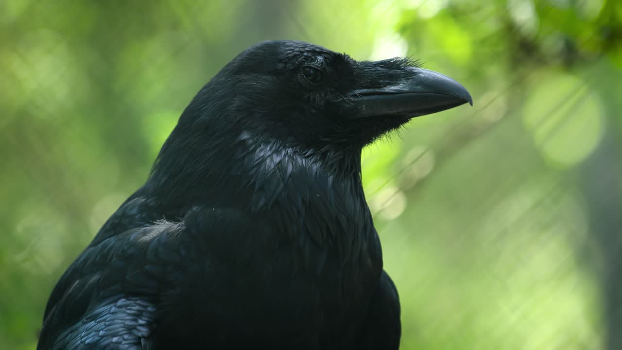일반 까마귀 (corvus corax) 는 북쪽 까마귀로도 알려져 있으며, 북반구에서 발견되는 큰 검은색 까마귀입니다. 모든 까마귀 중 가장 널리 분포하는 까마귀입니다.