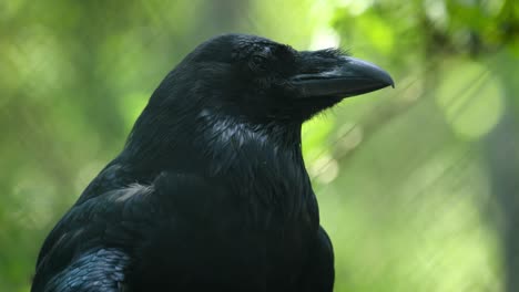 common raven (corvus corax), also known as the northern raven, is a large all-black passerine bird. found across the northern hemisphere, it is the most widely distributed of all corvids.