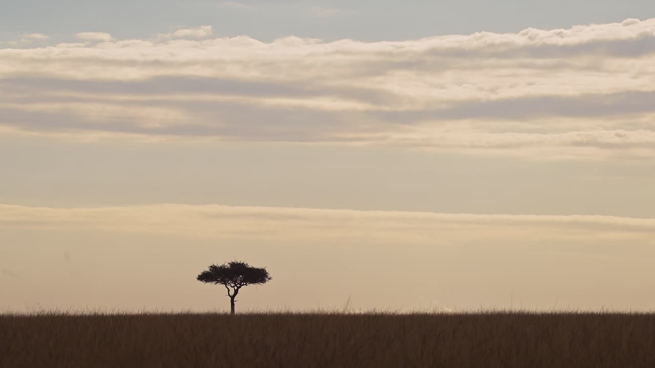 Amazing African landscape in Maasai Mara National Reserve as sun goes down at sunset, Acacia trees on horizon silhouetted outline, Kenya, beautiful Africa Safari scenery