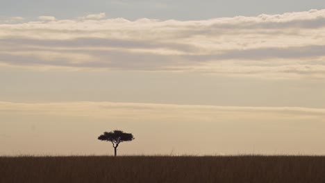 amazing african landscape in maasai mara national reserve as sun goes down at sunset, acacia trees on horizon silhouetted outline, kenya, beautiful africa safari scenery