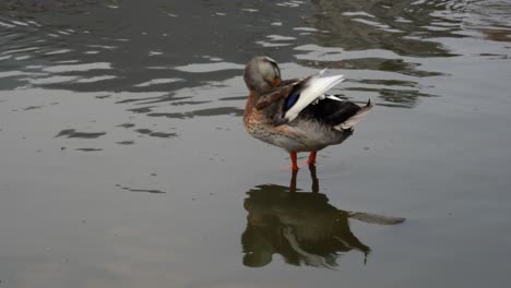 a duck standing in shallow water preening its feathers in the late afternoon sun