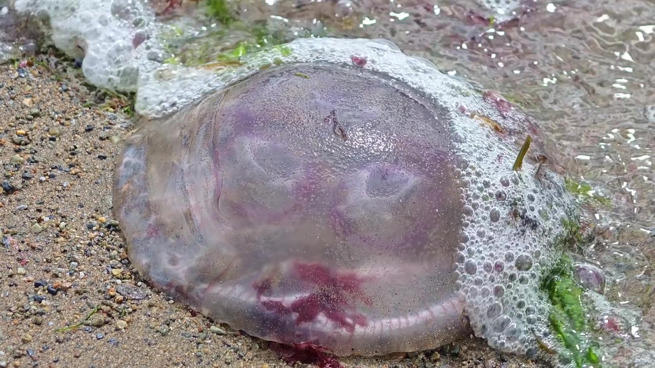 Ireland Epic Locations Jellyfish washed up on summer beach Copper Coast Waterford Ireland close up
