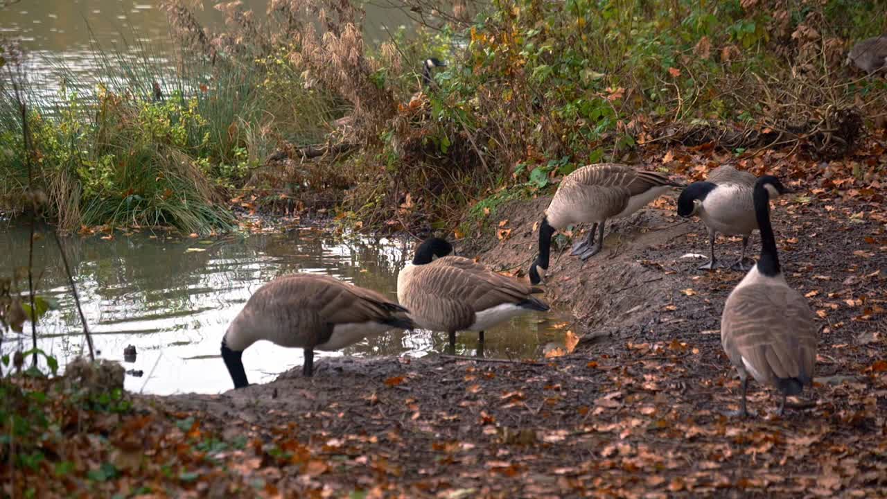Stormo di oche canadesi che bevono e si puliscono sul bordo di un lago in autunno, circondate da foglie arancioni sul terreno