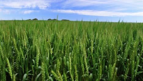 view of beautiful wheat field