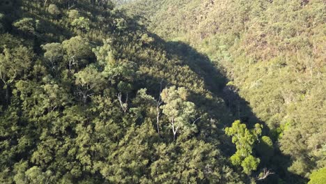 Australian-hillside-forest