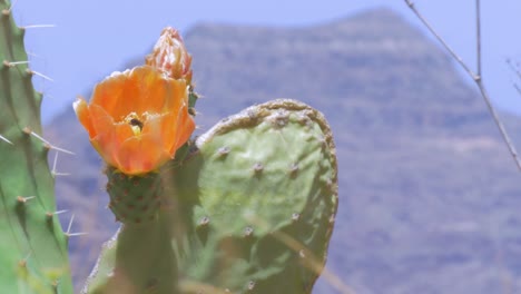 Bee-pollinates-a-cactus-flower-in-a-windy-day