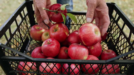 plastic crate with red ripe organic apples. close up. unrecognized man comes up adding more fruit to the box.