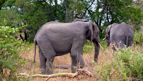 juvenile male elephant between vegetation and its mother in the background, ngorongoro preserve in tanzania, handheld stable shot