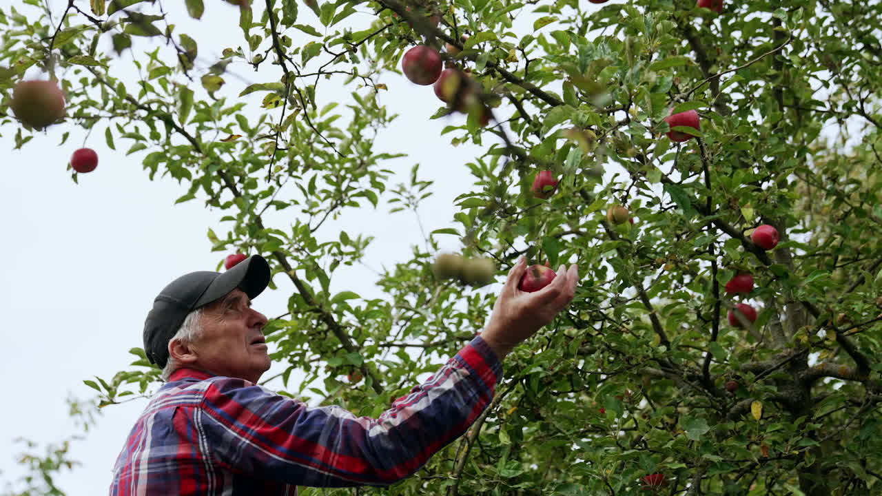 Adult man reaches a red apple from the tree. Old farmer picking ripe fruit in his orchard.