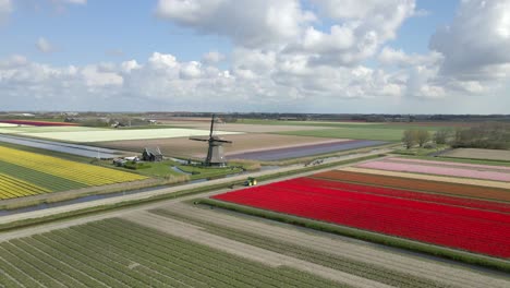 Ikonische-Holländische-Ländliche-Landschaft-Im-Frühling-Mit-Windmühle-Und-Bunten-Tulpen