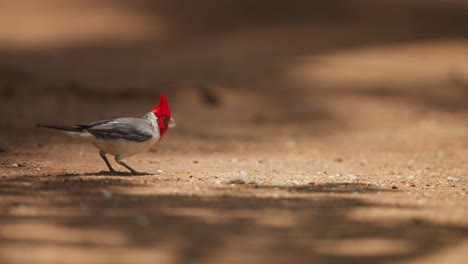 un cardenal de cresta roja se alimenta en un camino de tierra iluminado por el sol, primer plano, luz del mediodía