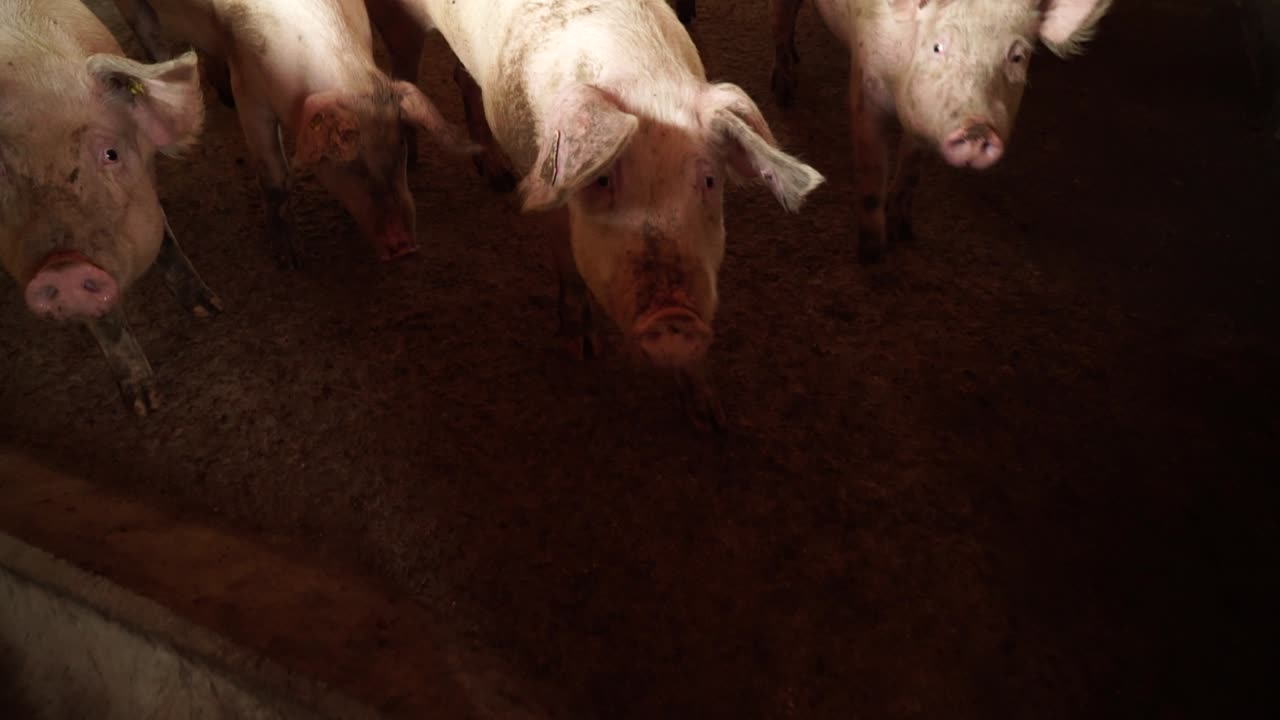 Pigs looking at camera in indoor farm