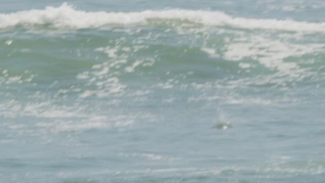 秘魯小鳥 (peruvian booby bird) 排隊,然後折起翅膀來發動攻擊,在海中狩獵魚類,潛水,慢動作