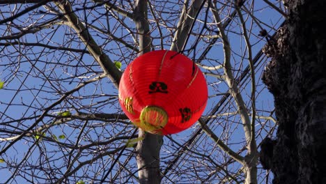 a red chinese lantern hanging in a tree for lunar new year of the pig blows in the wind in chinatown parade in san francisco california in daytime near sunset