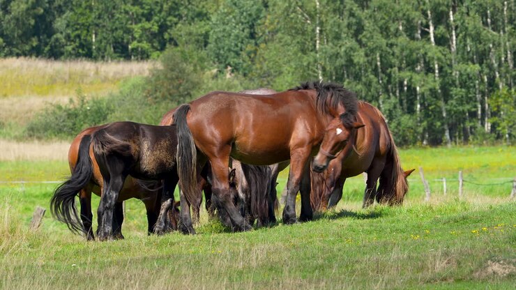 Un gruppo di cavalli al pascolo in un prato soleggiato con uno sfondo di alberi e campi verdi.