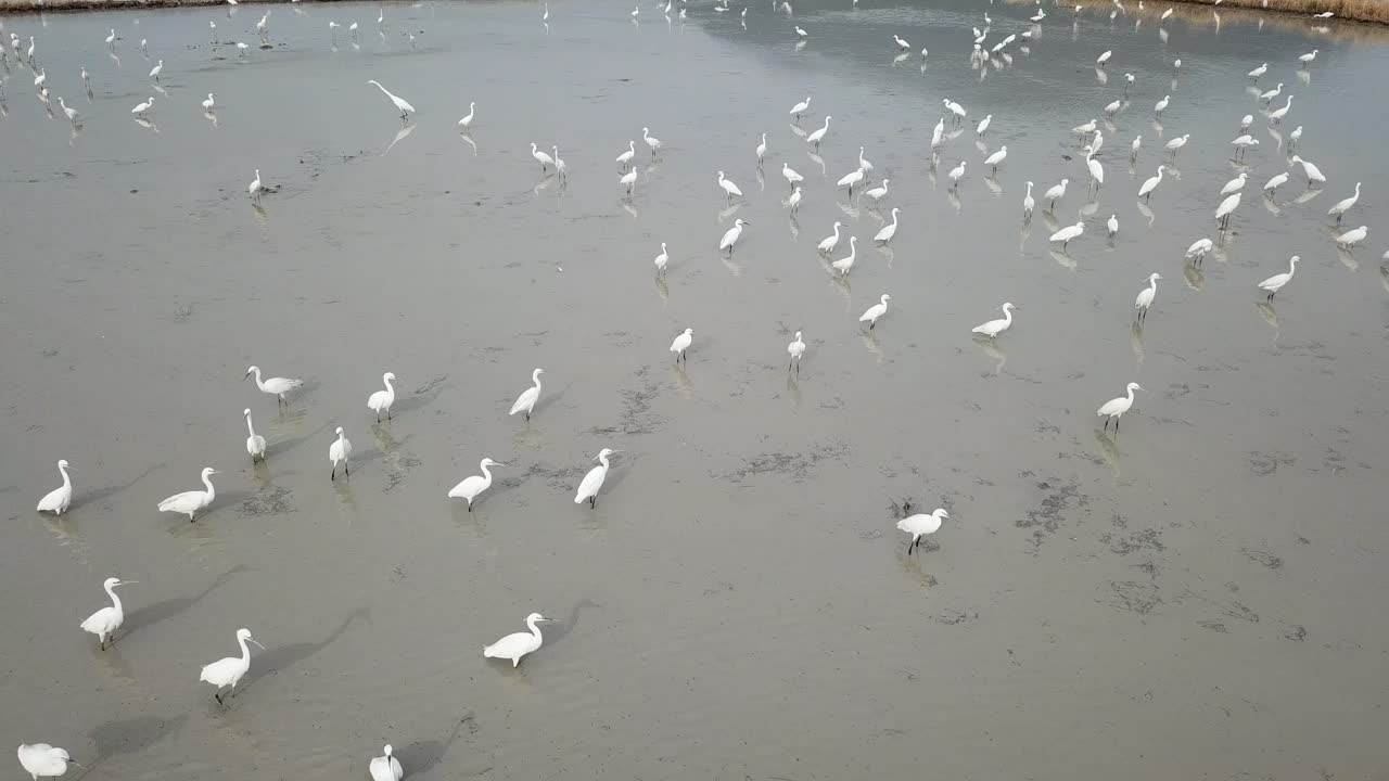 mirada aérea hacia abajo aves garcetas en tierra fangosa.