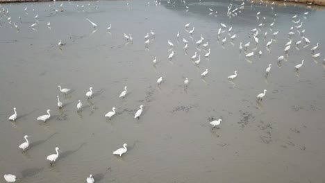 Mirada-Aérea-Hacia-Abajo-Aves-Garcetas-En-Tierra-Fangosa.