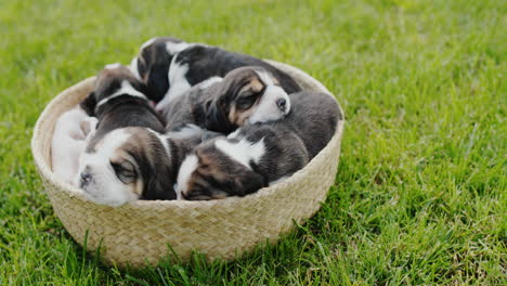 cute small beagle puppies dozing in a basket that stands on the green grass. 4k video