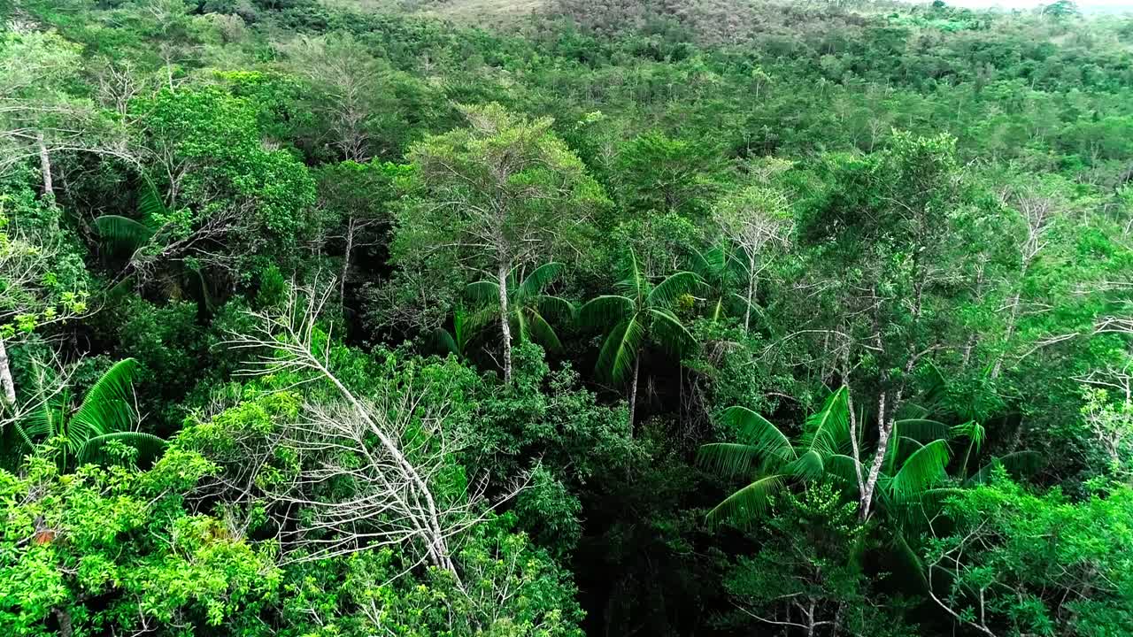 un dron disparó lentamente sobre una jungla en américa del sur