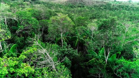 Un-Dron-Disparó-Lentamente-Sobre-Una-Jungla-En-América-Del-Sur