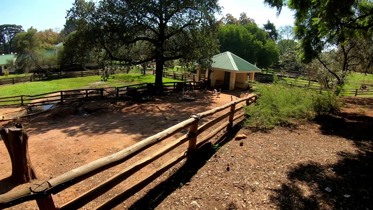 Geese and ducks inside a pen in a farm setting