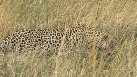 gato grande, leopardo acechando en hierba alta, yendo a cazar y matar a una presa