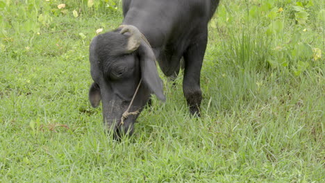 búfalo indio pastando en el campo de arroz y tierra húmeda con hierba