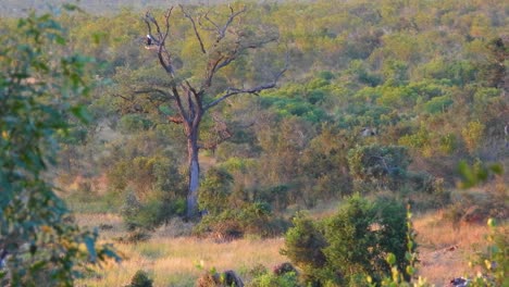 landscape the resting african savannah wildlife, kruger national park, south africa.