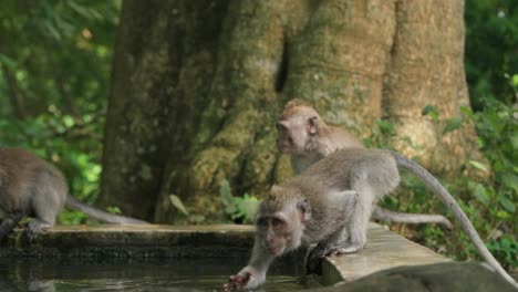 monkey sips water from a pool in ubud monkey forest, bali, surrounded by trees and green foliage in a peaceful jungle setting, slow motion splashing and chasing friend around