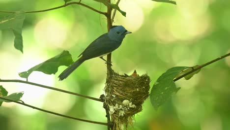 male individual chirps around while watching its nestlings as they want more food, black-naped blue flycatcher hypothymis azurea, thailand