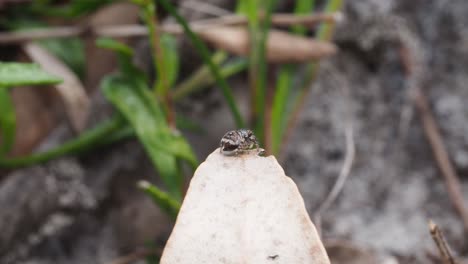 Peacock-spider-Maratus-karrie-female-on-point-of-a-leaf