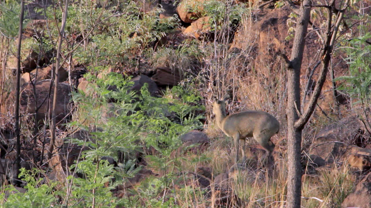 A steenbok climbing a hill in the South African bush