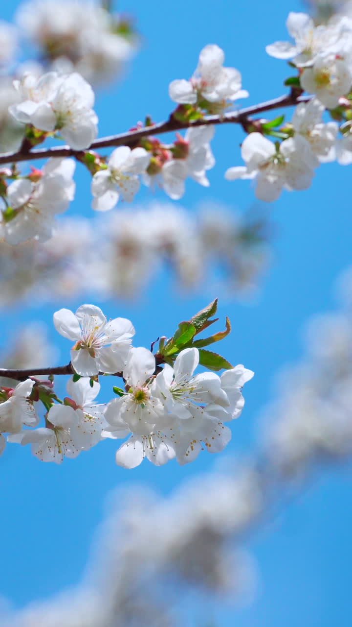 Blooming sakura branch sways in the wind against a blue background. Vertical video