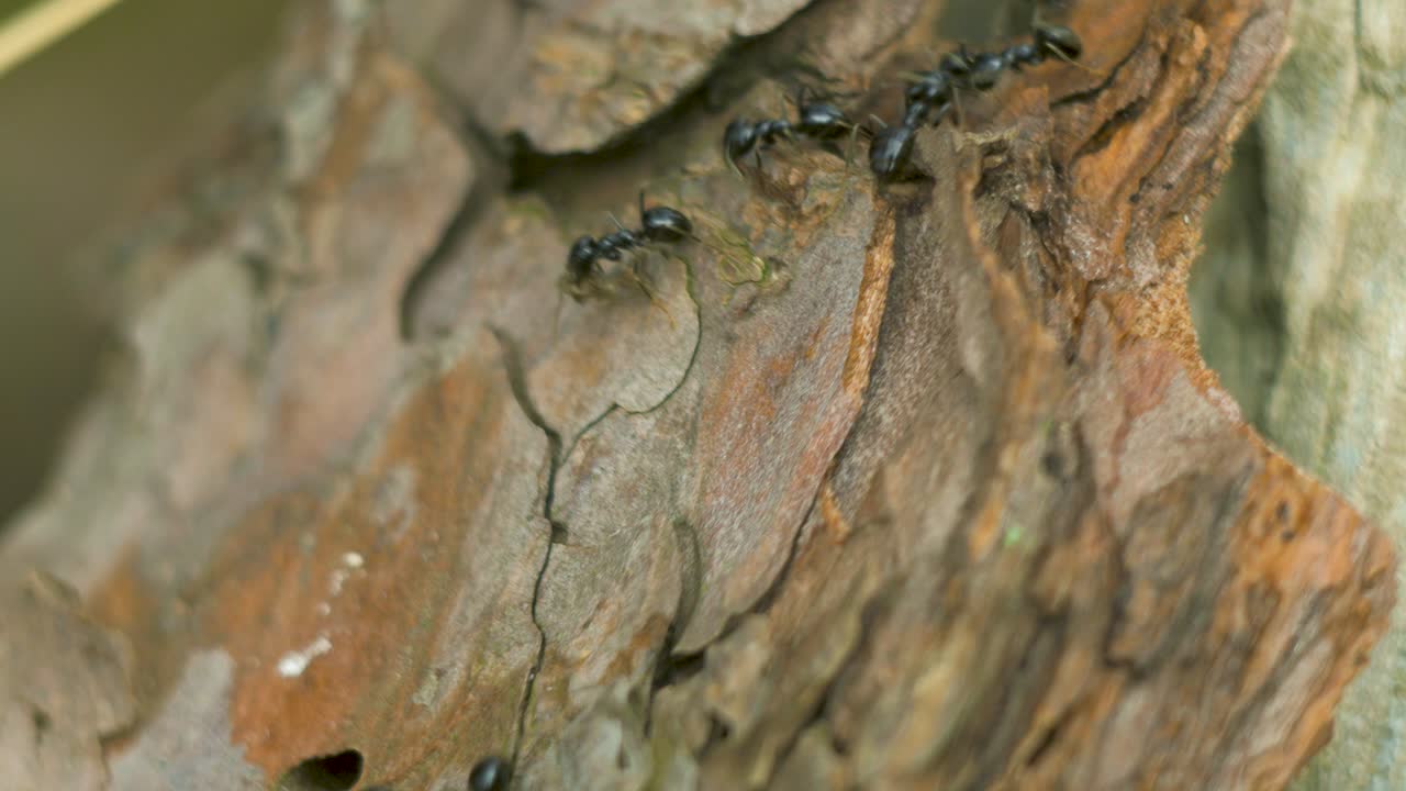 Formiche setose si muovono sul nido, formicaio con formiche setose in primavera, lavoro e vita delle formiche in un formicaio, giornata di sole, scatto macro ravvicinato, bassa profondità di campo.