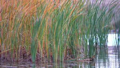 Closeup-view-of-fluttering-marshes