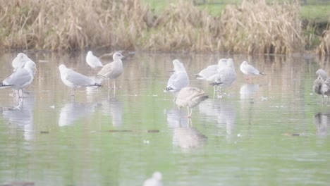 Slow motion scenery, typical UK park, ice covered pond, birds food search